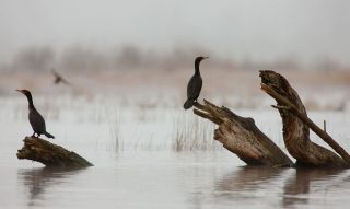birds on logs in water on a cloudy day