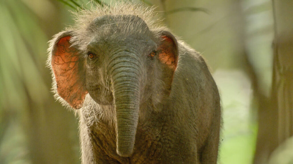 This computer generated image released by Apple TV shows a Stegodon, a tiny elephant relative, ...