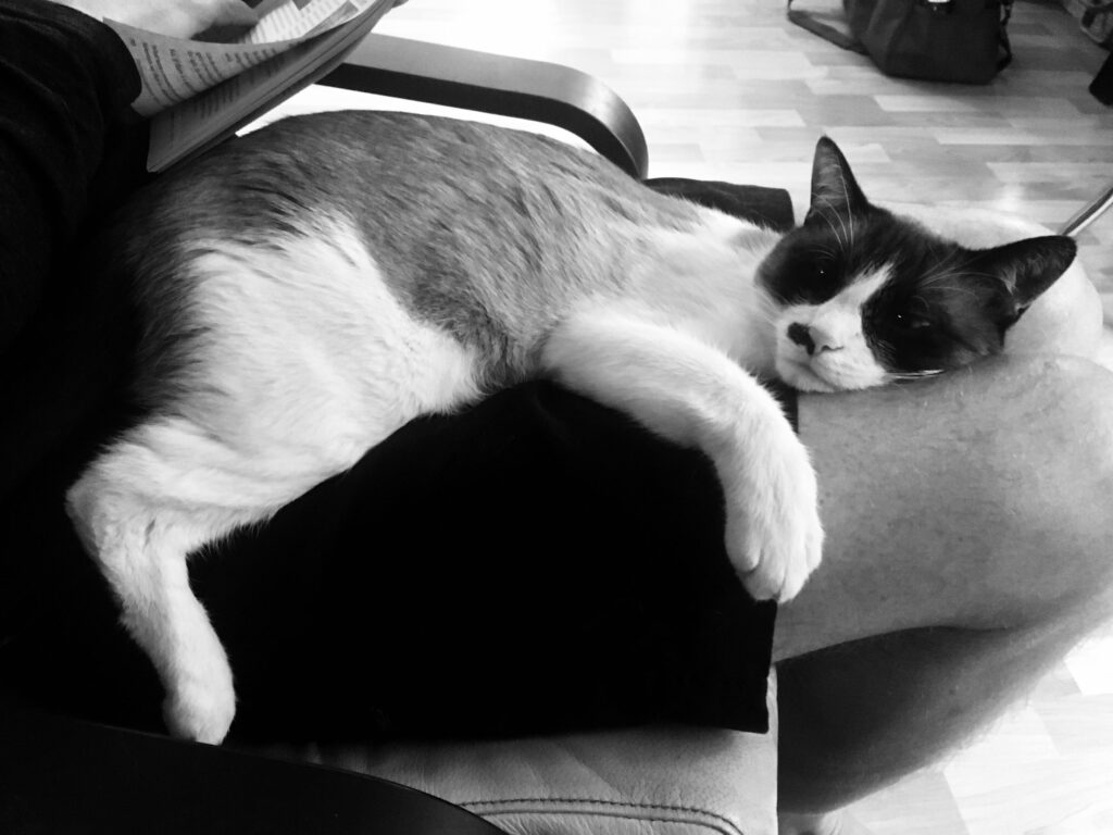 Pet Memorial: Pancho Sanza, 2015-2025