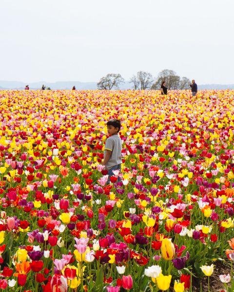 A boy stands in a field of tulips with oak trees and people in the background