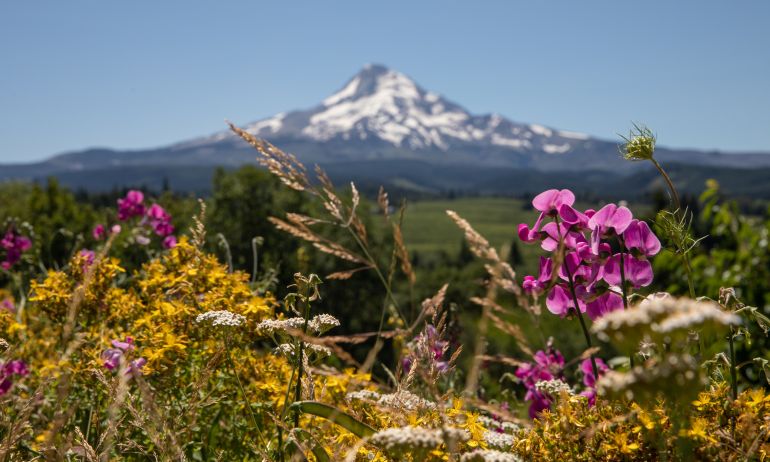 colorful wildflowers with a snowy mountain in the distance on a beautiful day
