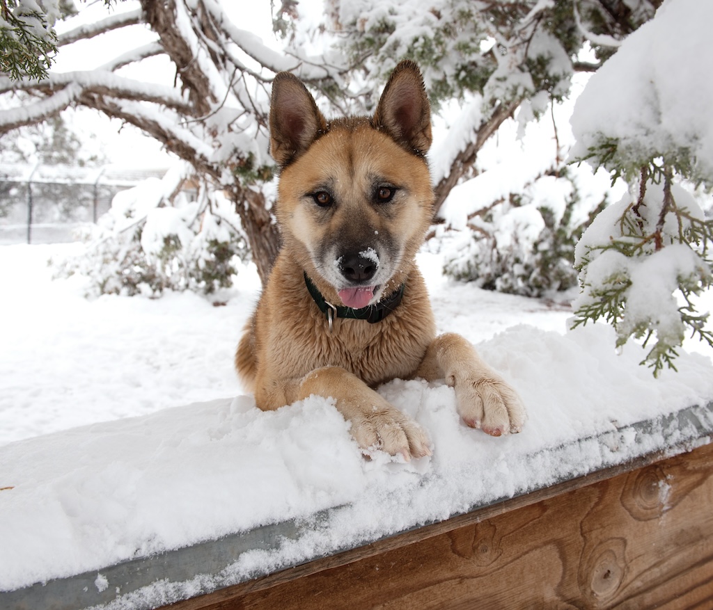 5 Pet Safety Tips for Winter Weather