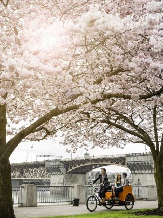 orange pedicab rides through park under backlit cherry blossoms and a view of the Burnside Bridge
