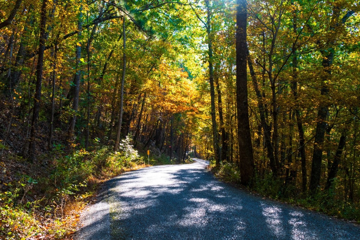 23 Valentine's events, from the sweet to the totally quirky 6 Fall leaves at Oak Mountain State Park