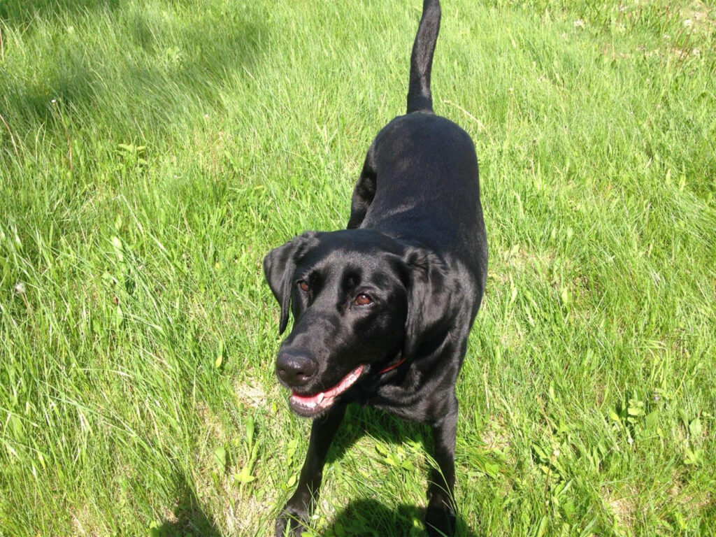 Pet Memorial: Stella, 2011-2026