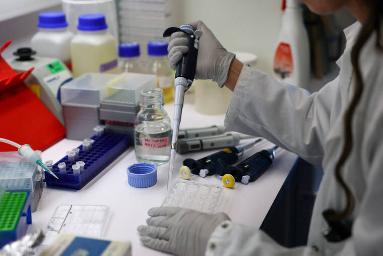 Kauai duck confirmed dead from bird flu in Hanalei