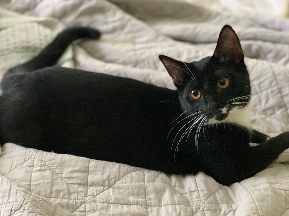 Liberation Cat House comes to Hourglass for tarot and yoga at Fortunes & Familiars