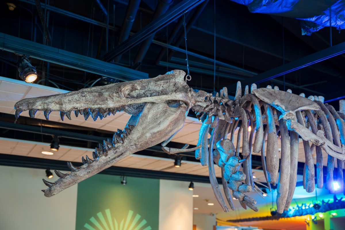 Dino or whale? Basilosaurus takes over Birmingham—why you need to see this exhibit now 5 McWane Science Center, Basilosaurus exhibit