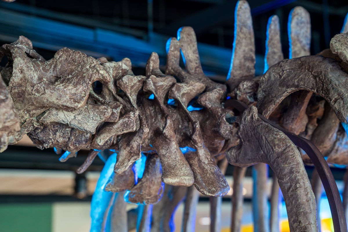 Dino or whale? Basilosaurus takes over Birmingham—why you need to see this exhibit now 7 McWane Science Center, Basilosaurus exhibit