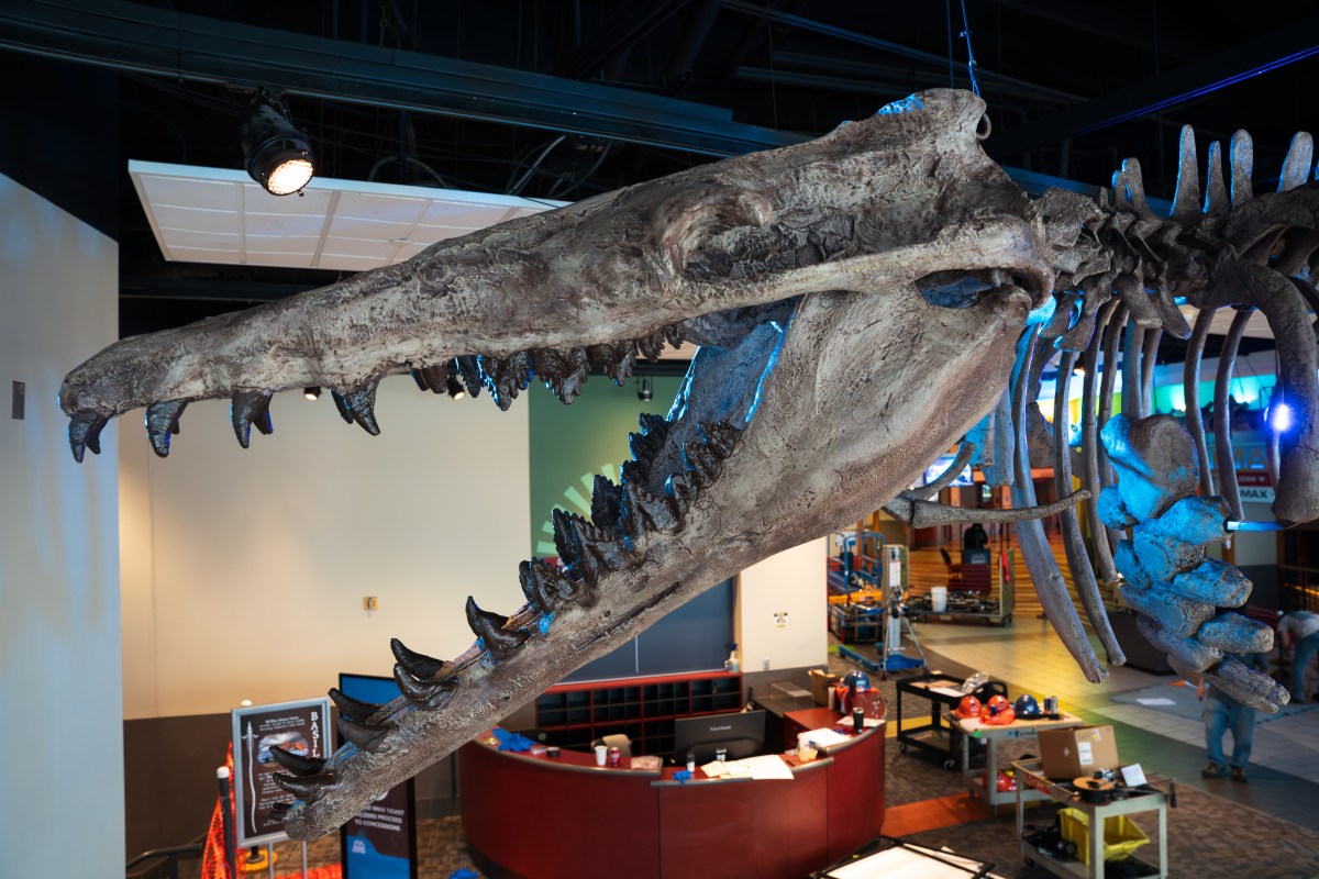 Dino or whale? Basilosaurus takes over Birmingham—why you need to see this exhibit now 9 McWane Science Center, Basilosaurus exhibit