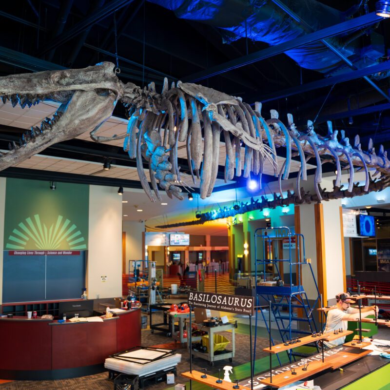 Dino or whale? Basilosaurus takes over Birmingham—why you need to see this exhibit now