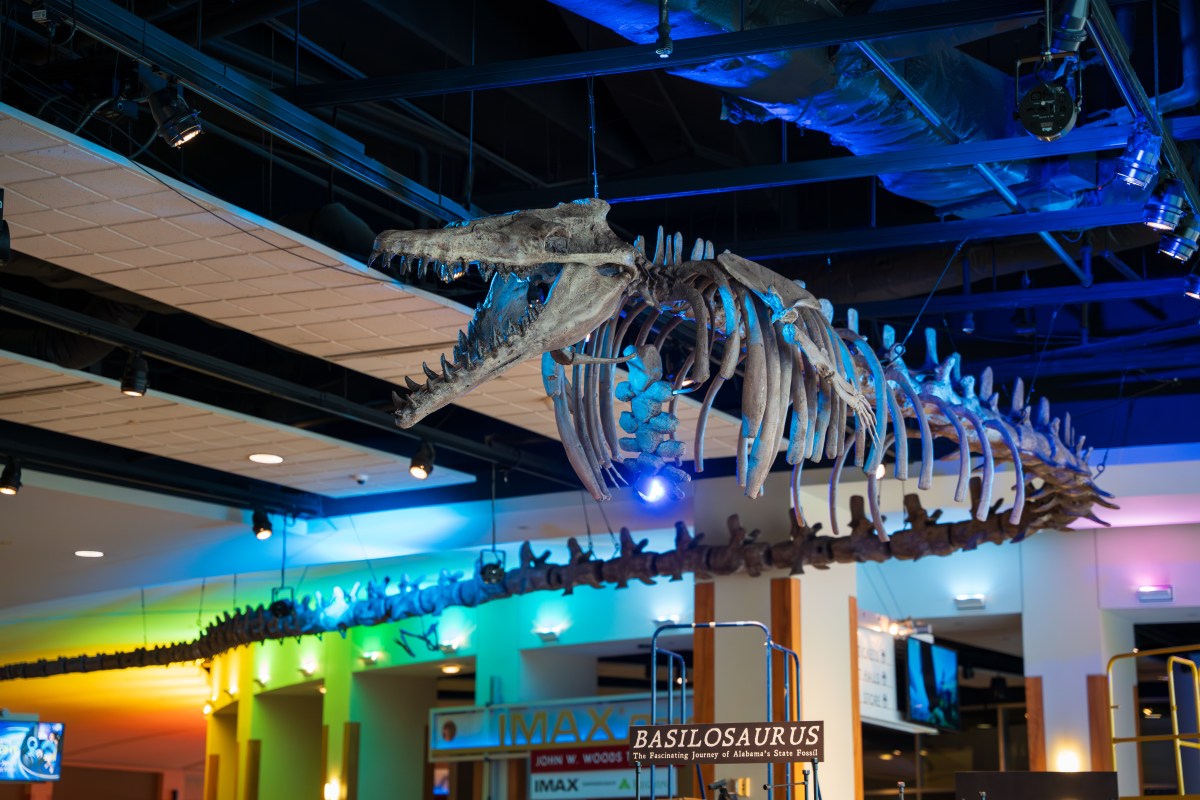 McWane Science Center, Basilosaurus exhibit