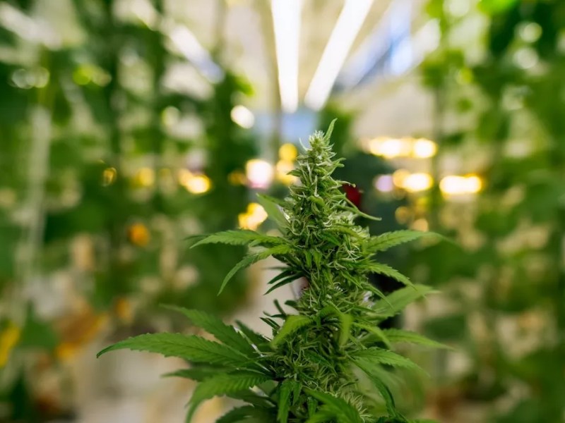 Bill banning open containers of cannabis while driving advances