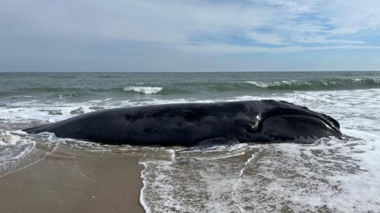 New England Aquarium IDs right whale found dead off Virginia