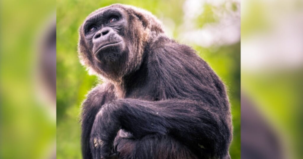 Newborn gorilla euthanized at Hogle Zoo after being injured during conflict