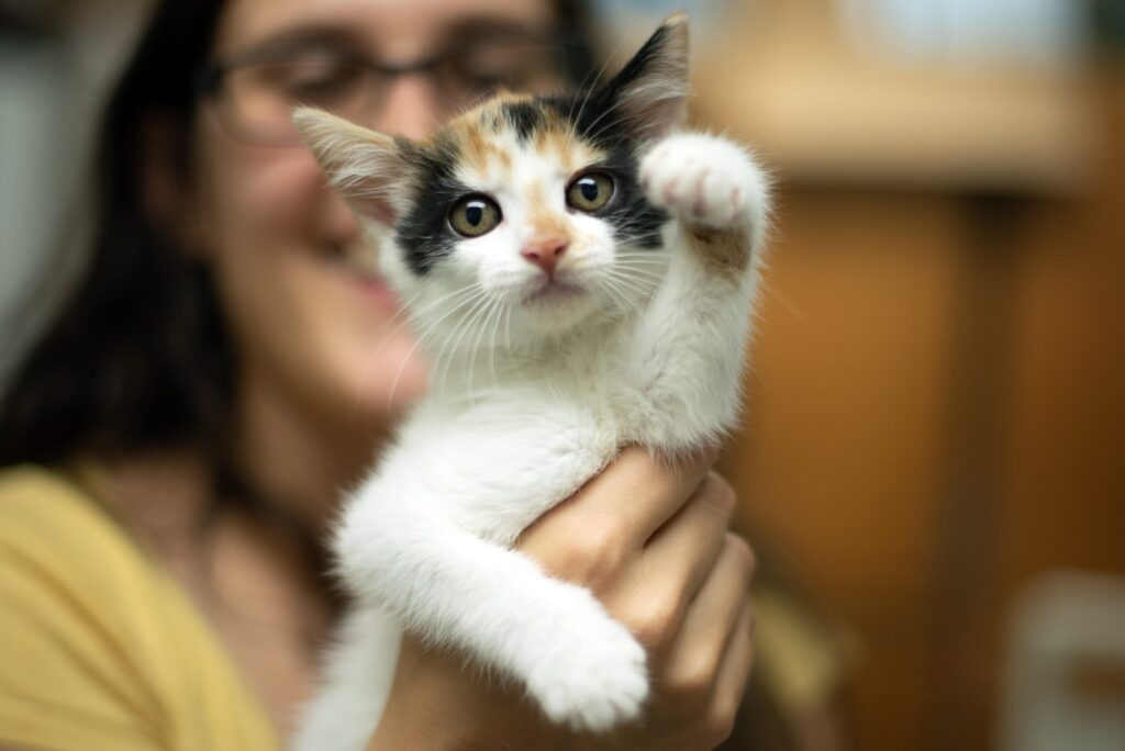 Why the Goathouse Needs Us Now