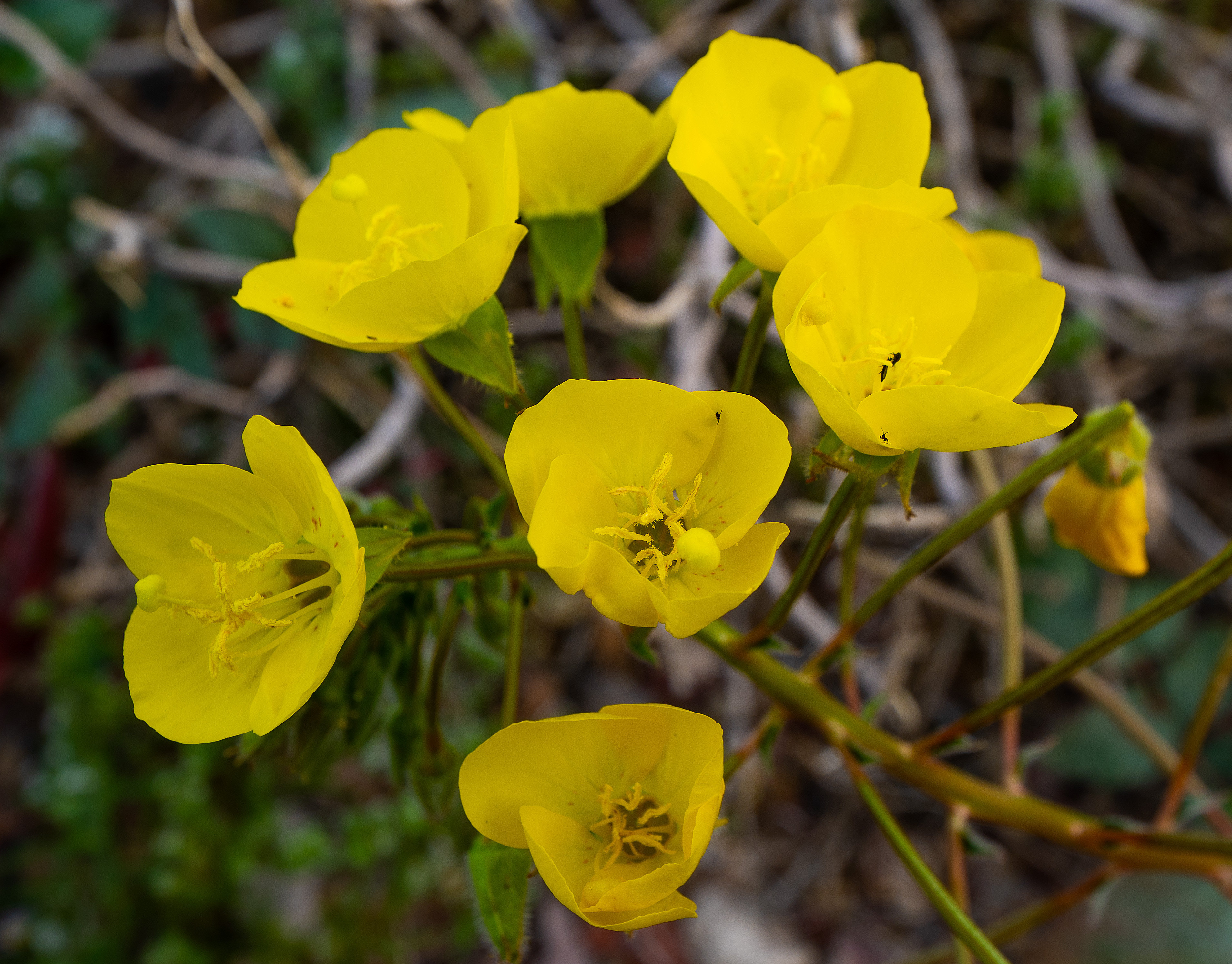 Yellow cups bloom along Jubilee Pass Road in the southeast...