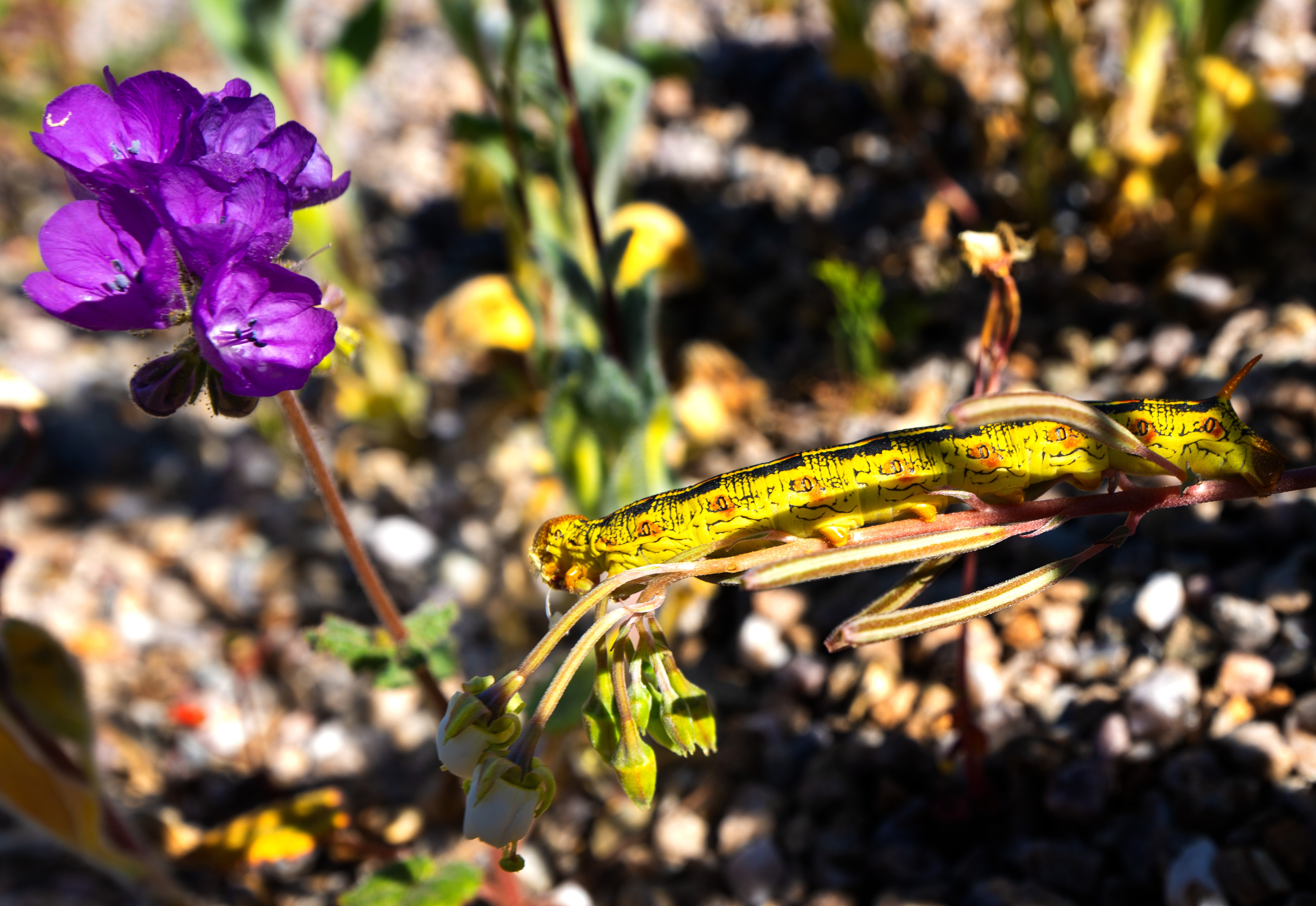 A caterpillar crawls along the stock of a wildflower near...