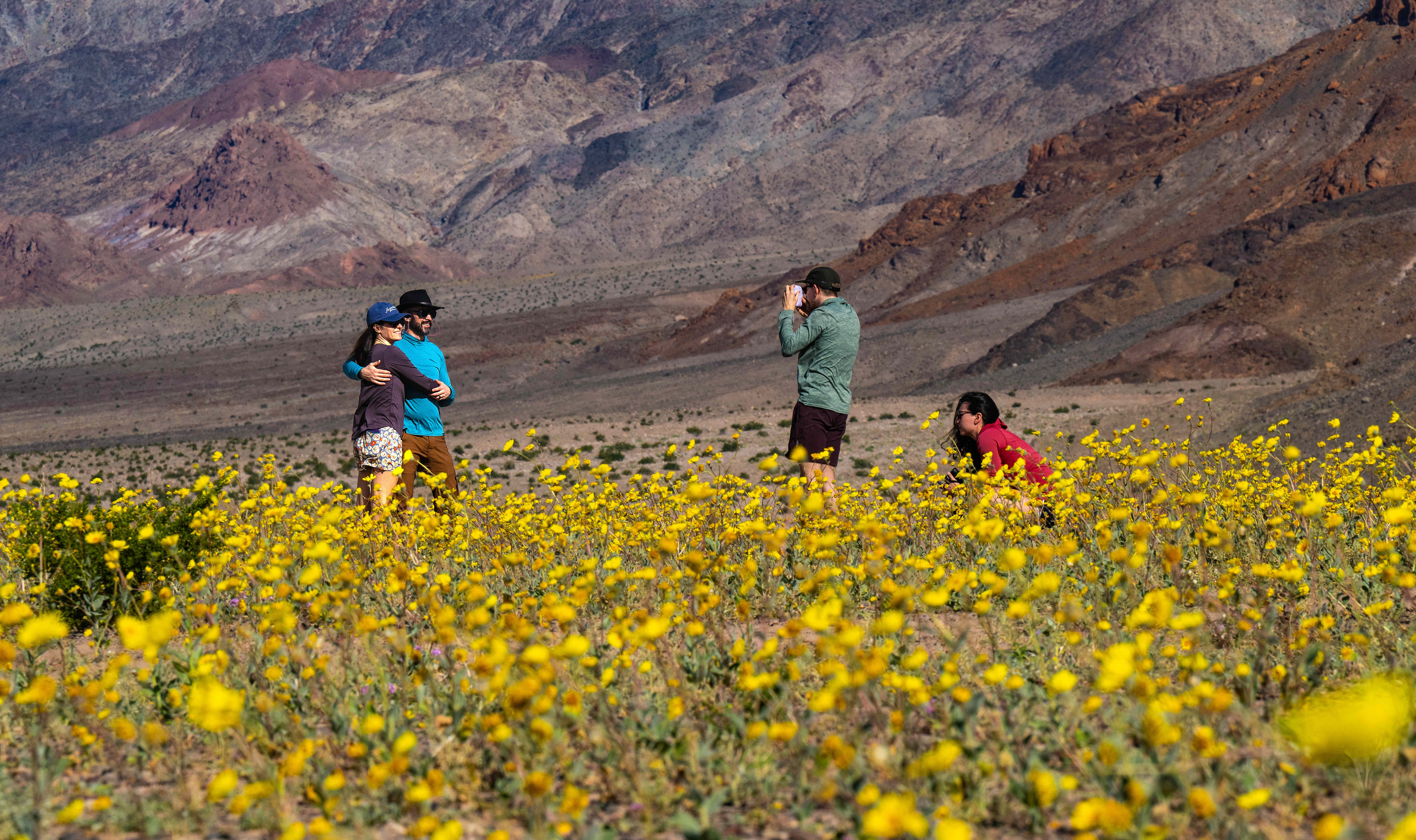 A group of gravel ghosts bloom in Death Valley National...