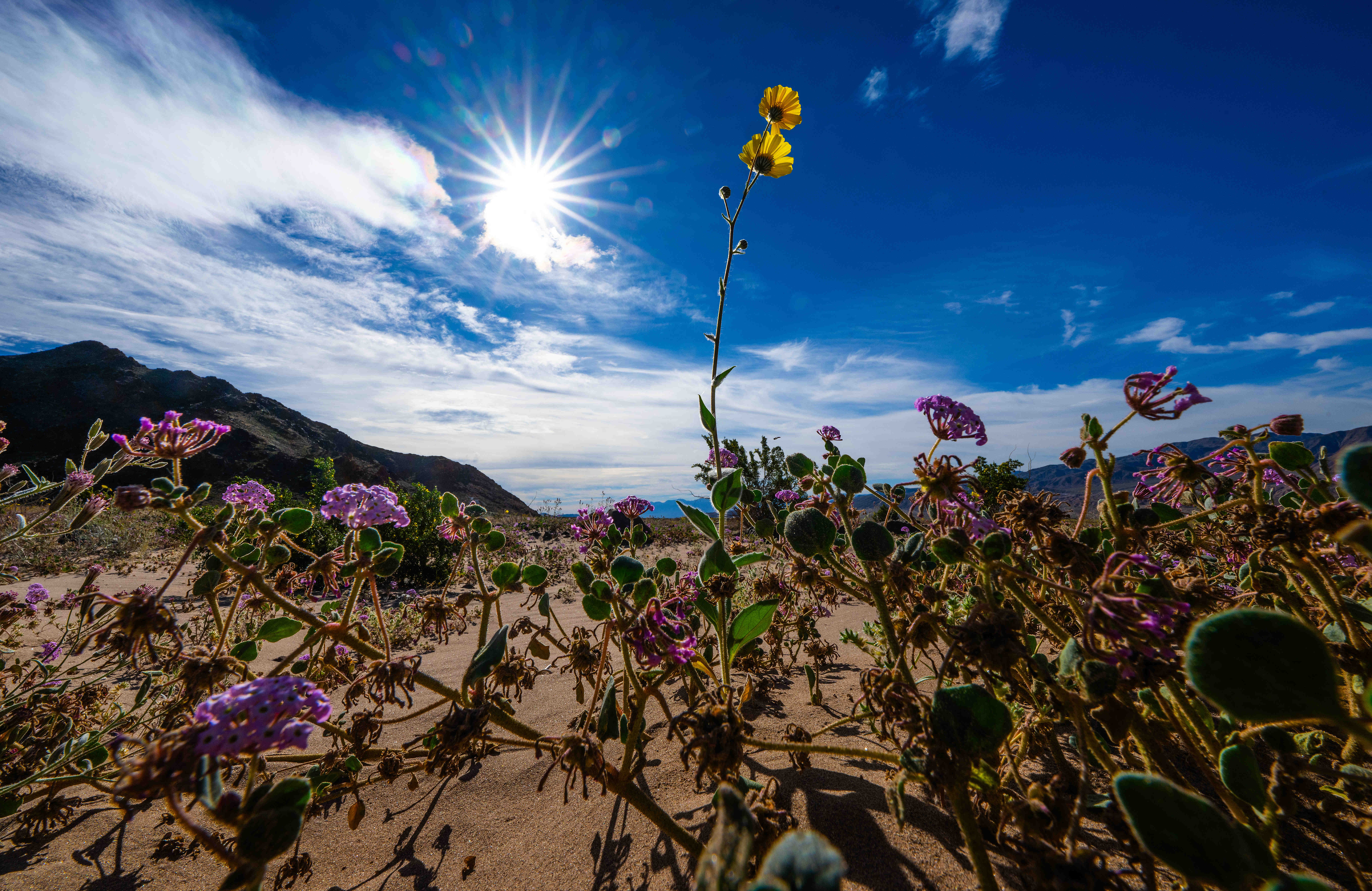 A lone desert sunflower appears to tower over a cluster...