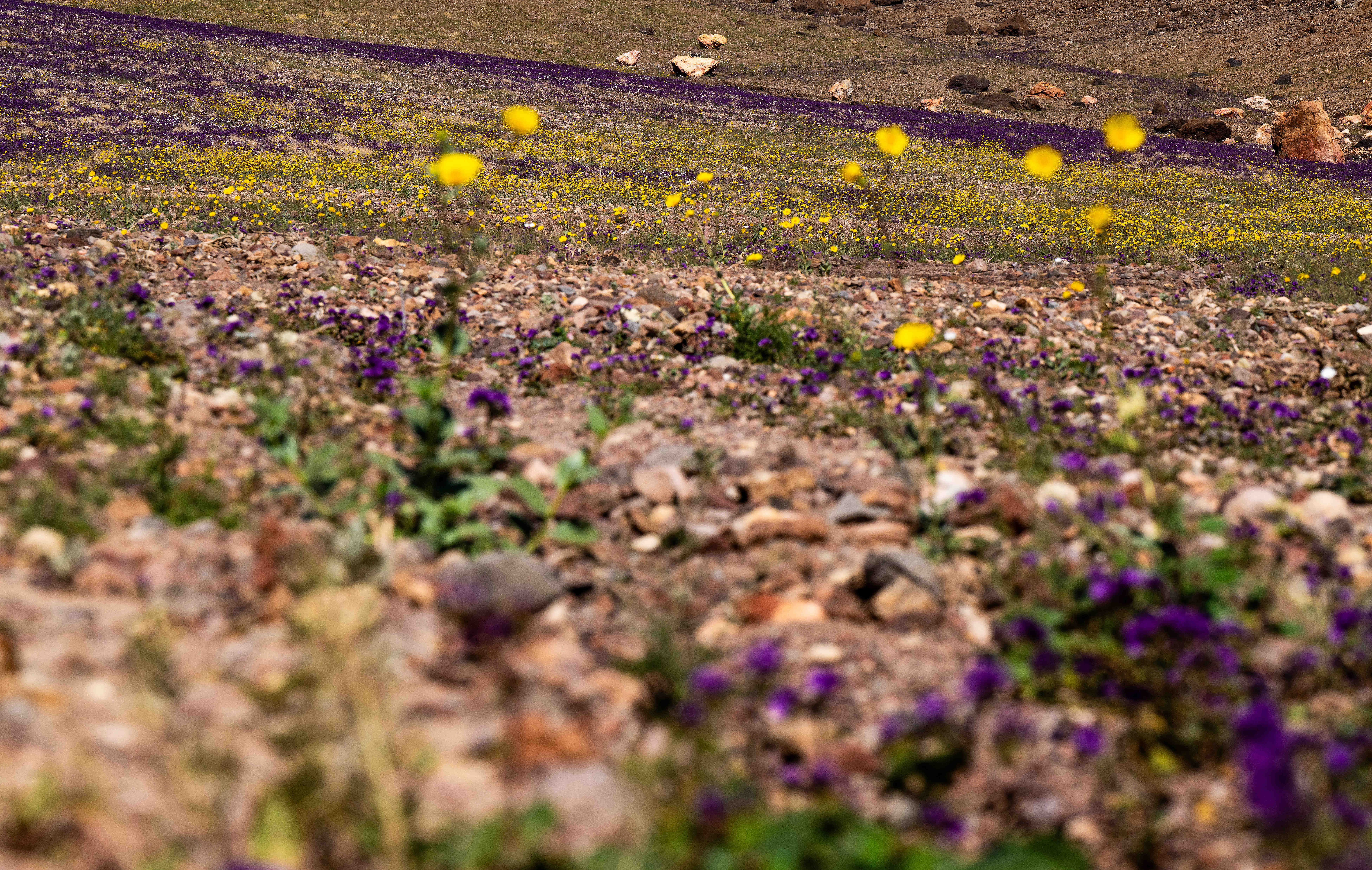 Wildflowers bloom along Highway 190 south of Badwater in Death...