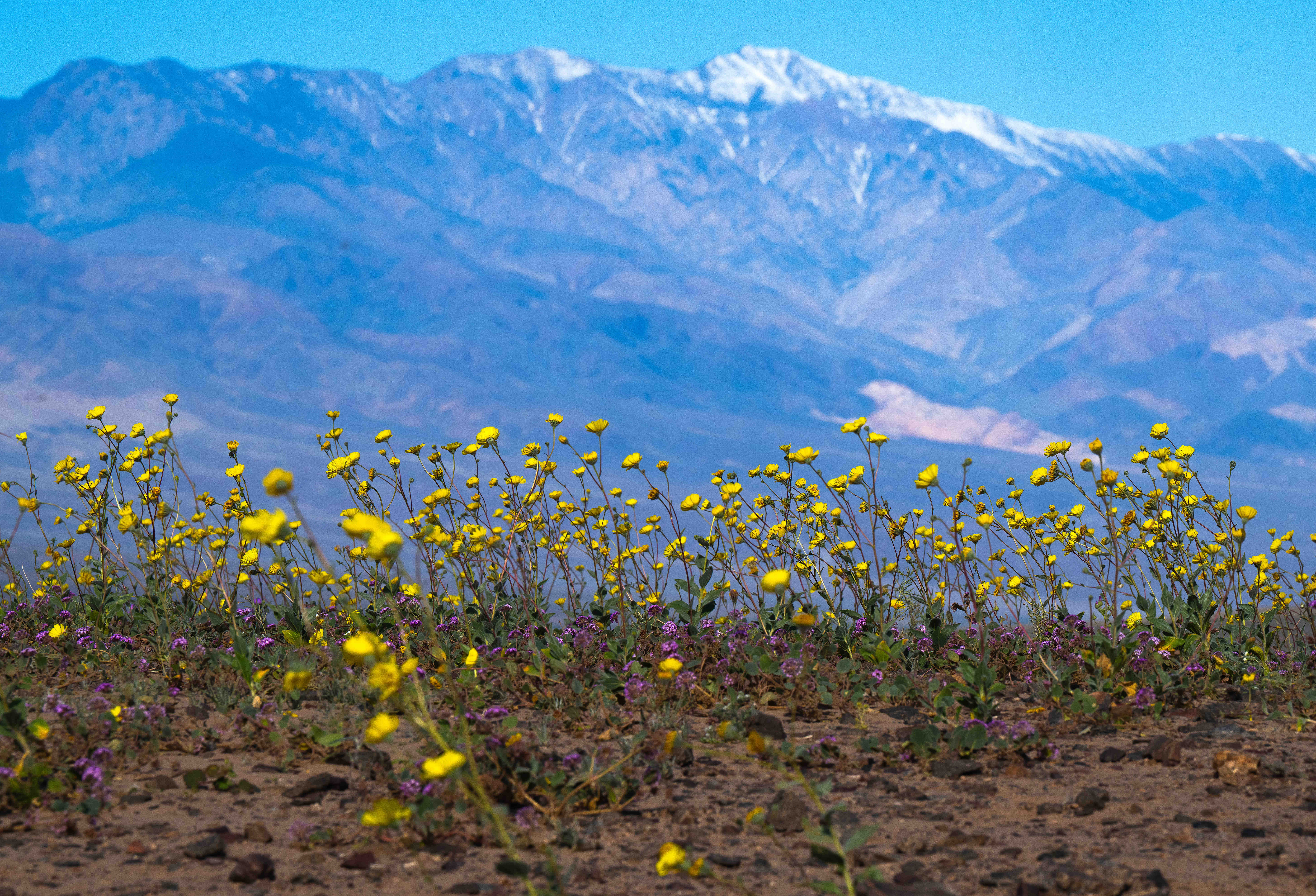 Desert gold wildflowers bloom near Ashford Junction at the southern...