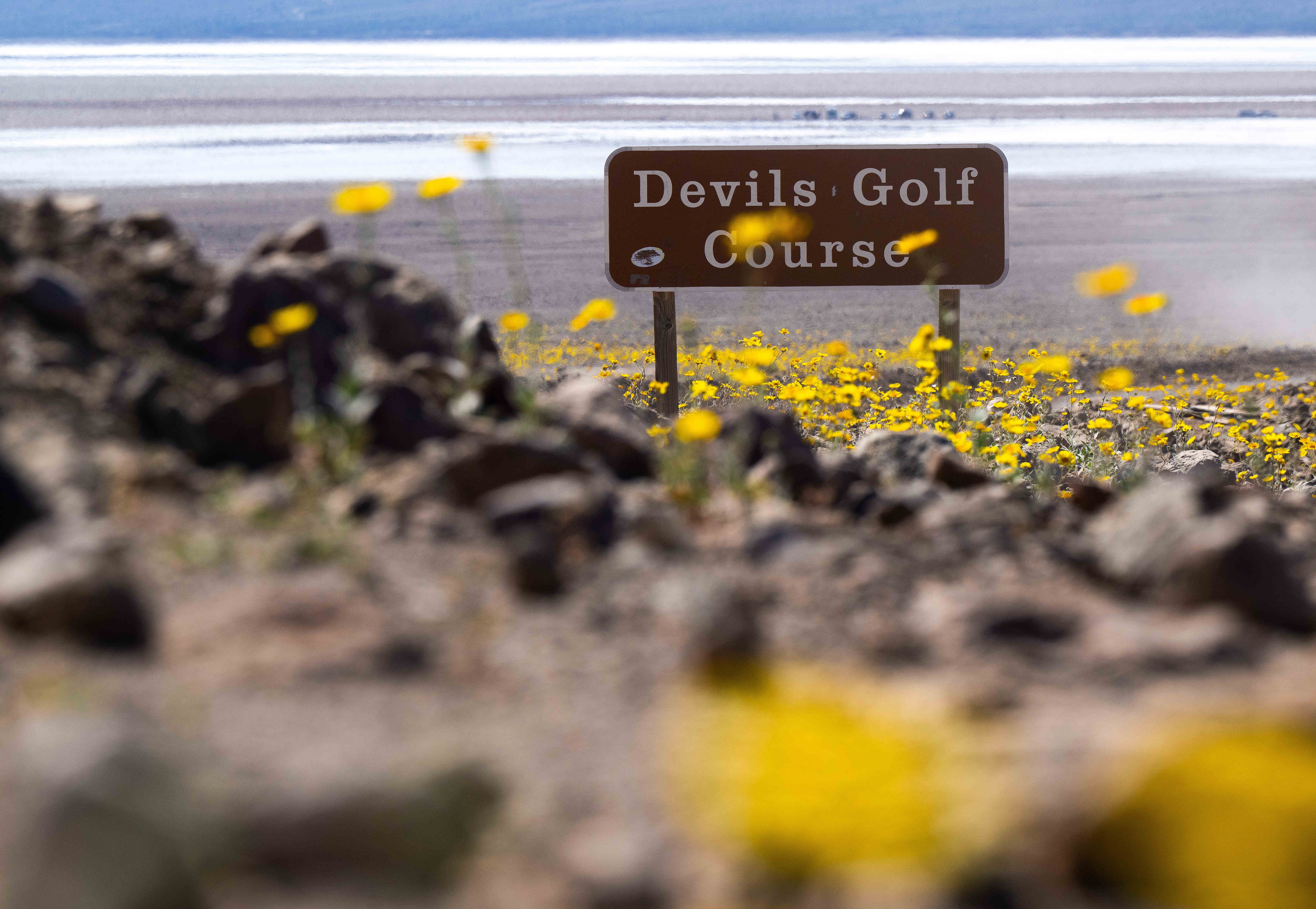 Desert Wildflowers bloom along Highway 190 north of Badwater in...