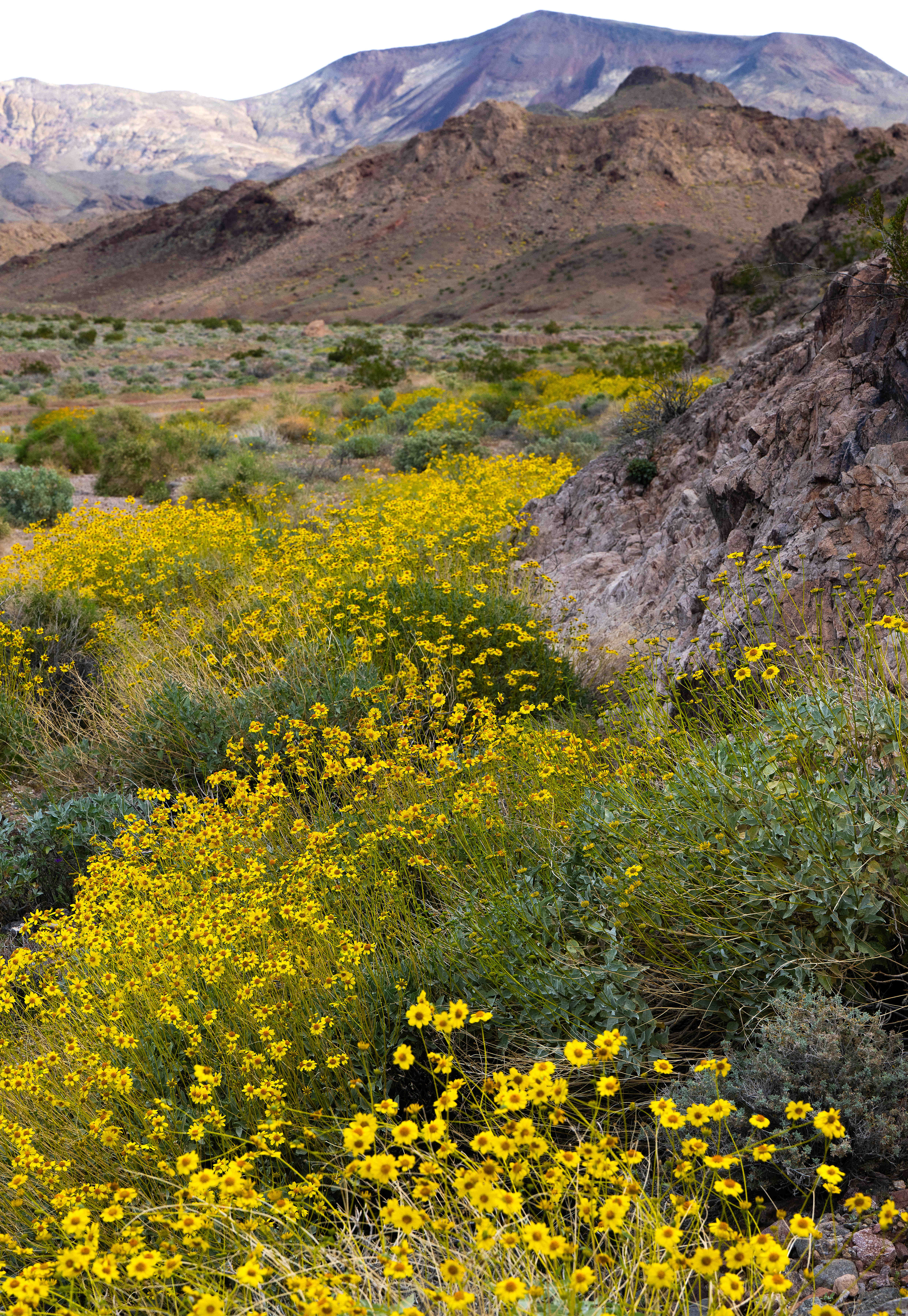 Bunches of brittlebush bloom in large clusters in a wash...