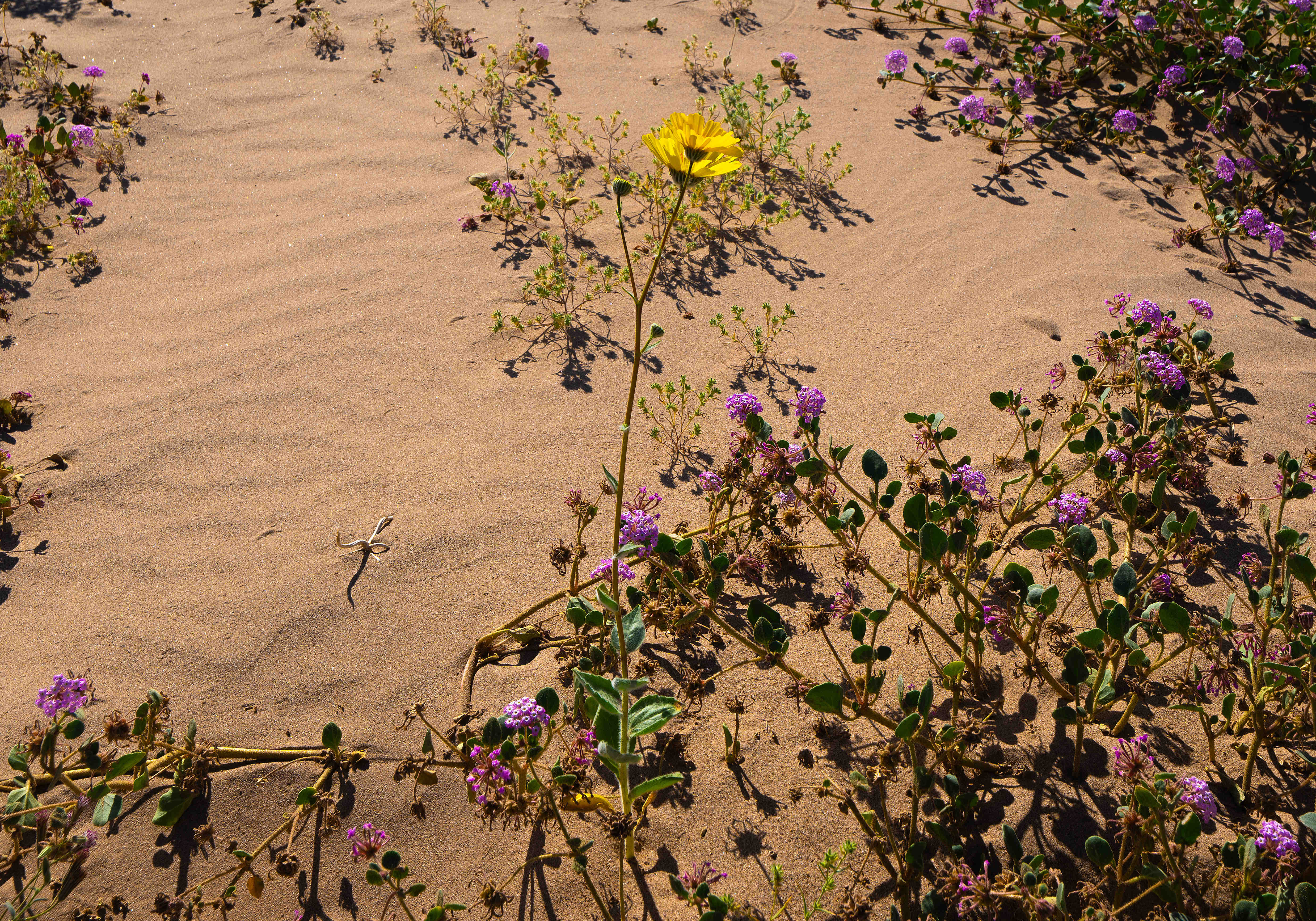 A lone desert sunflower blooms amongst a cluster of desert...