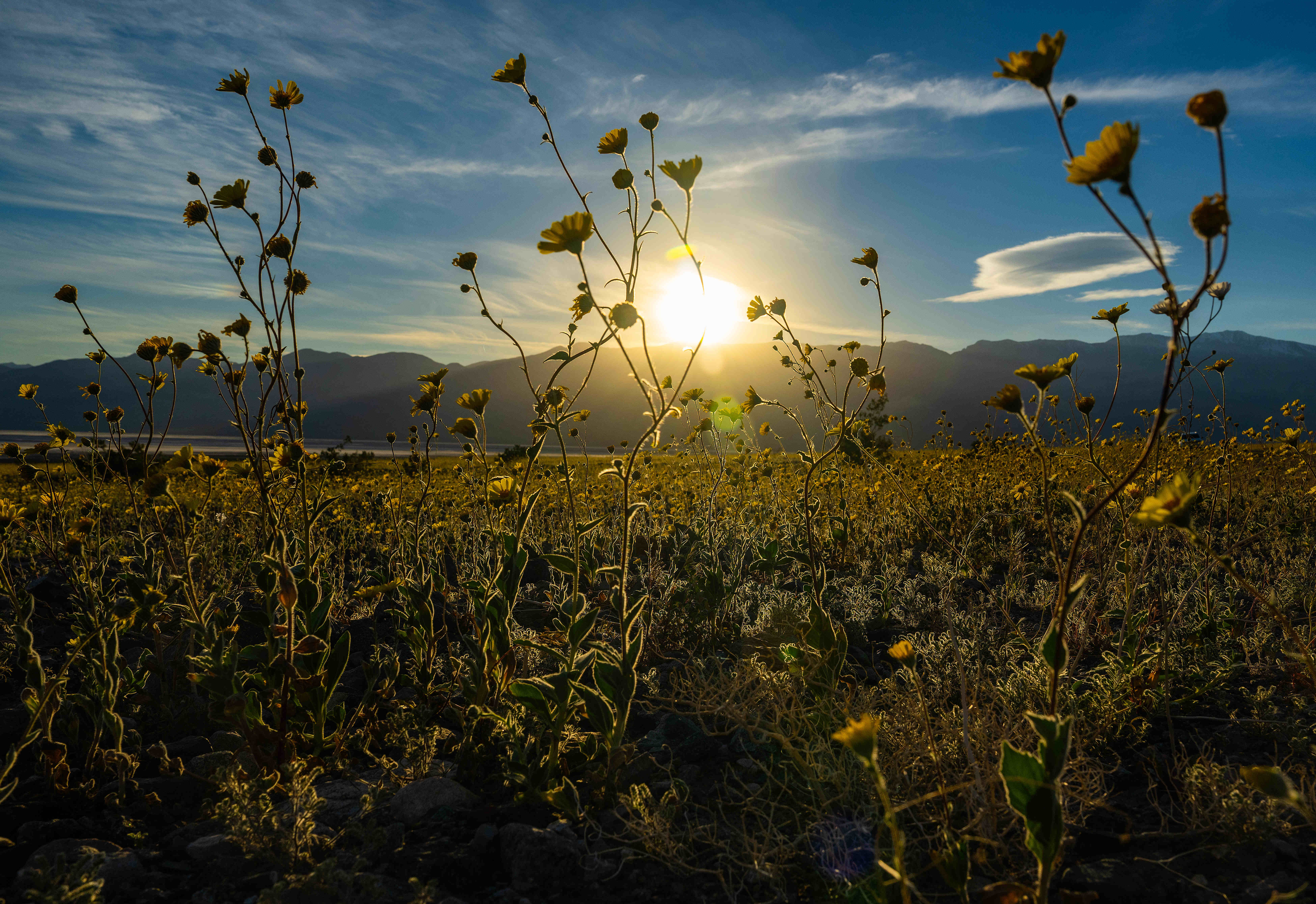 Desert sunflowers see the last of sunshine for the day...