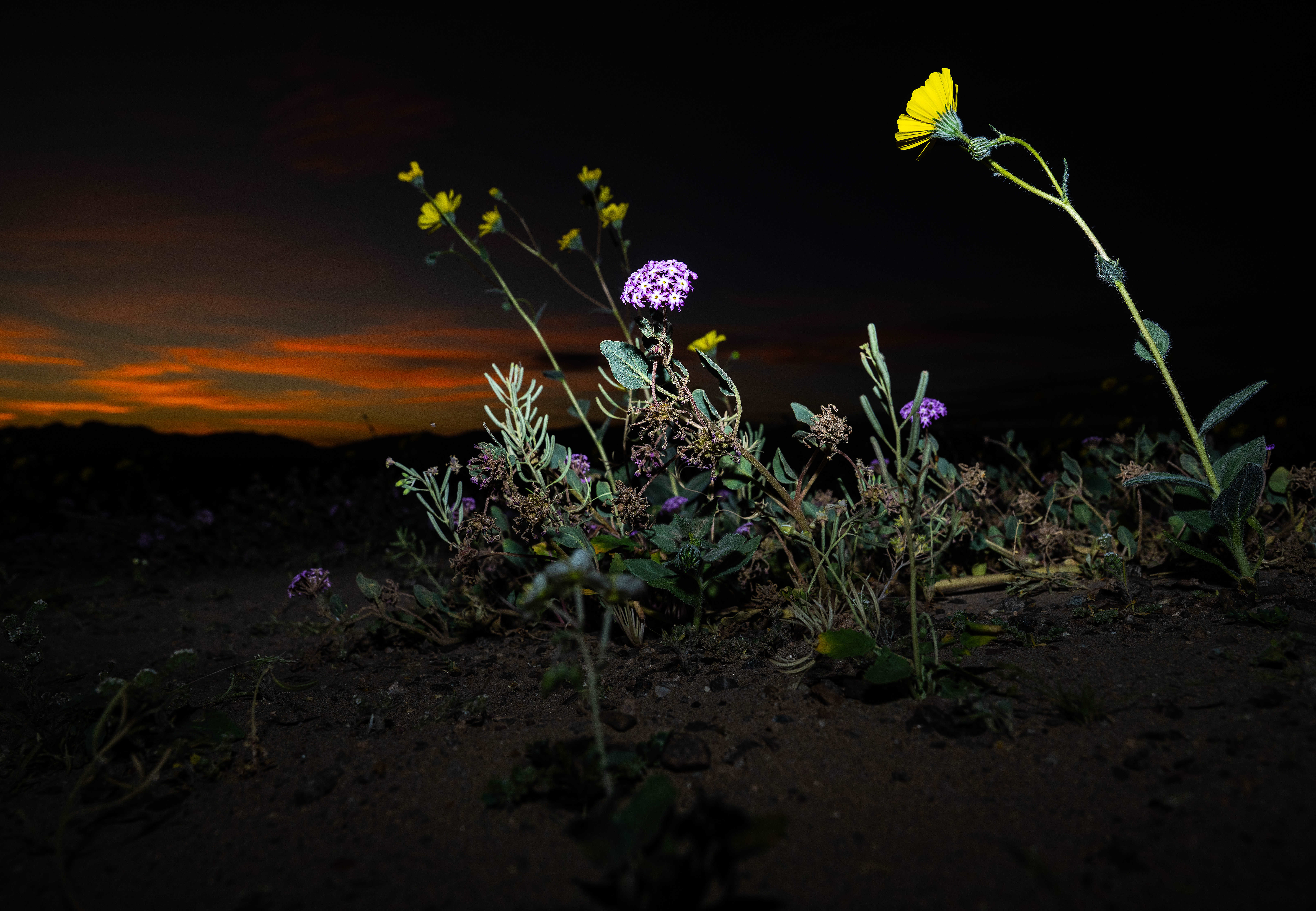 Desert sunflowers and desert sand-verbenas bloom as the sun sets...