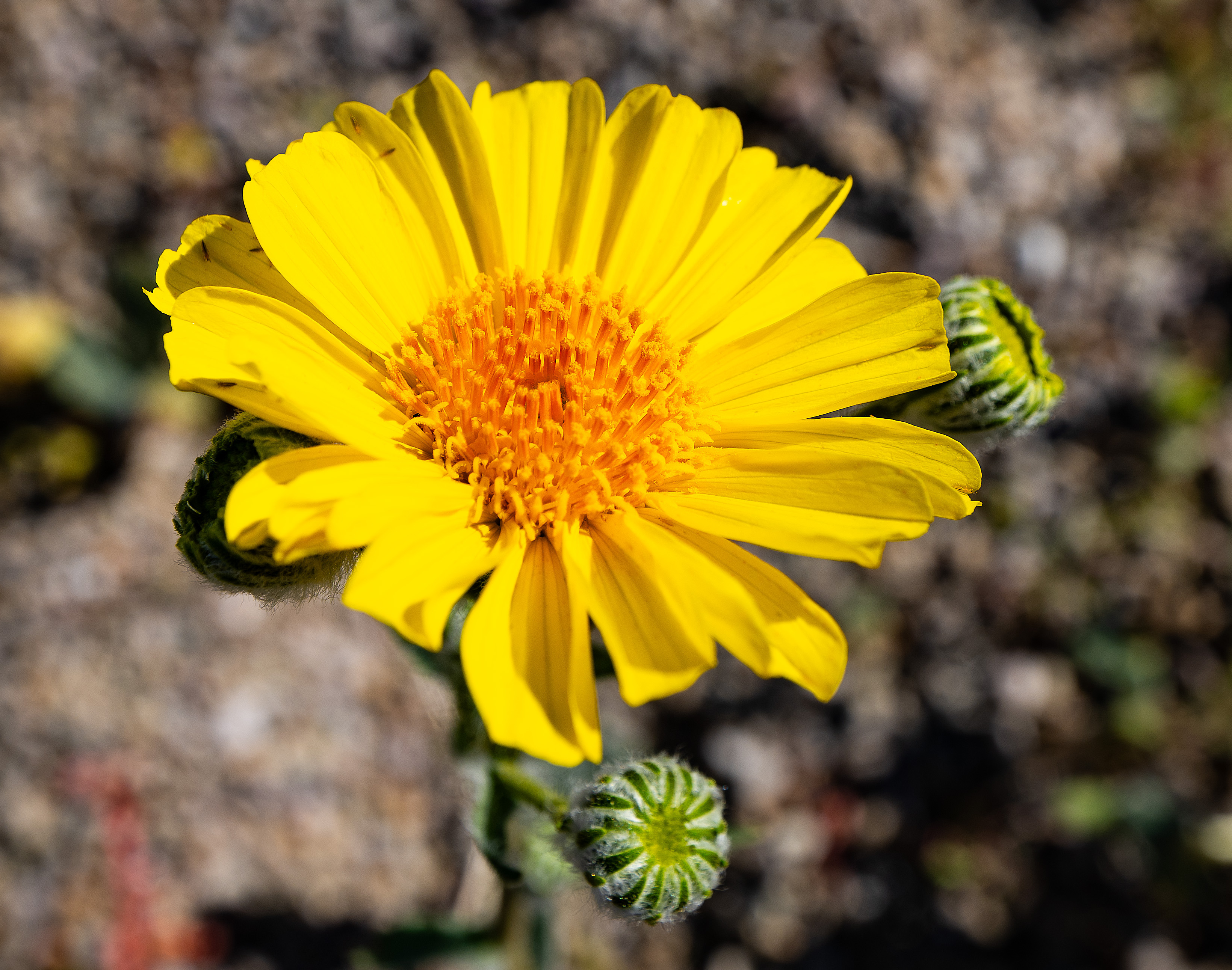 A desert sunflower blooms south of the Badwater area of...