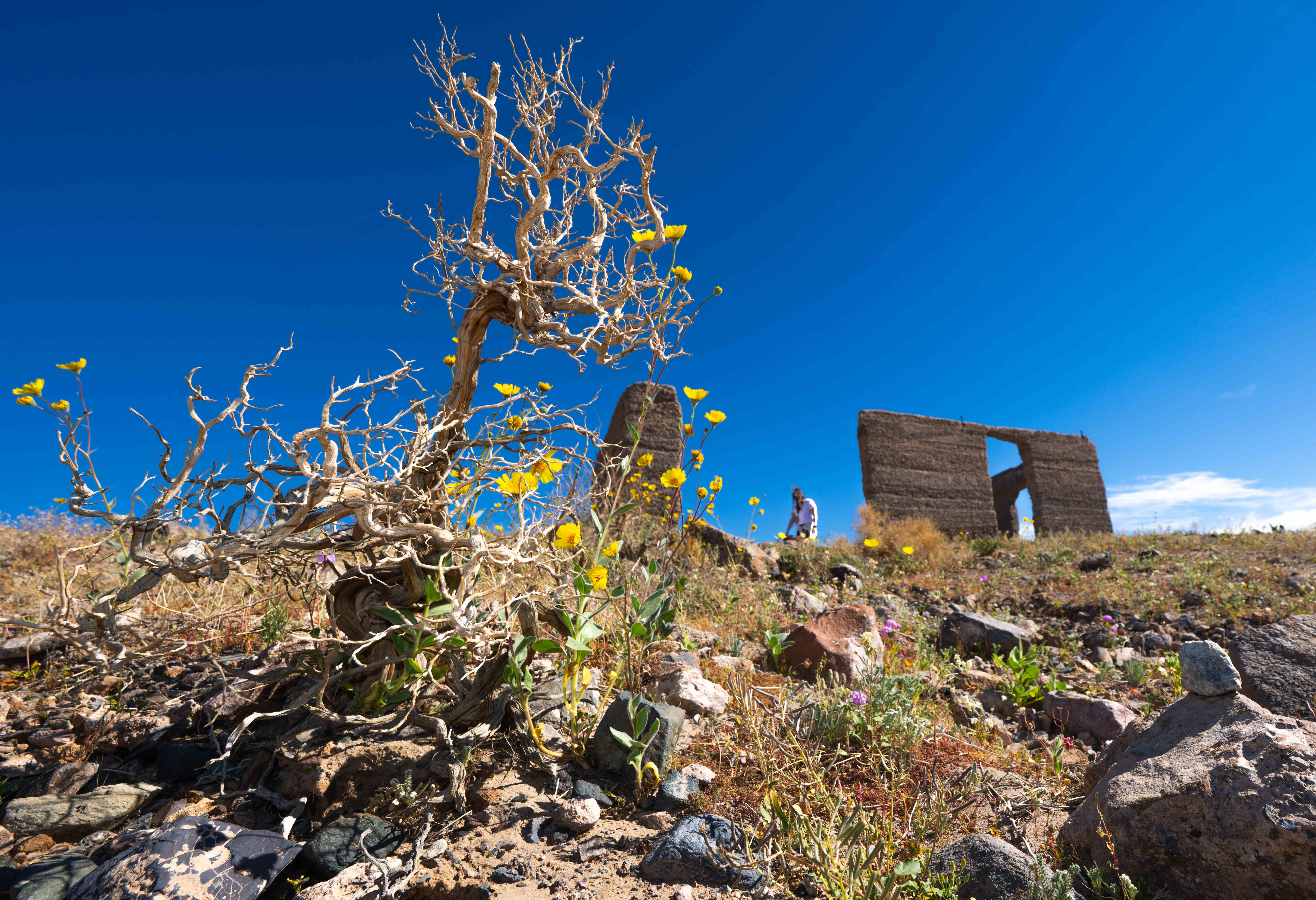 Desert gold wildflowers grow through the branches of a bush...
