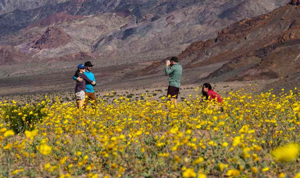 Winter rains turn Death Valley National Park into fields of golden blooms – Baltimore Sun