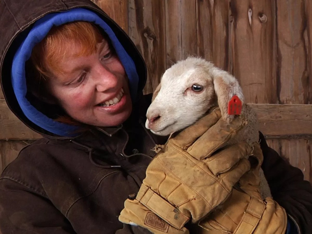 Leaping Lambs at Shelburne Farms [SIV346]