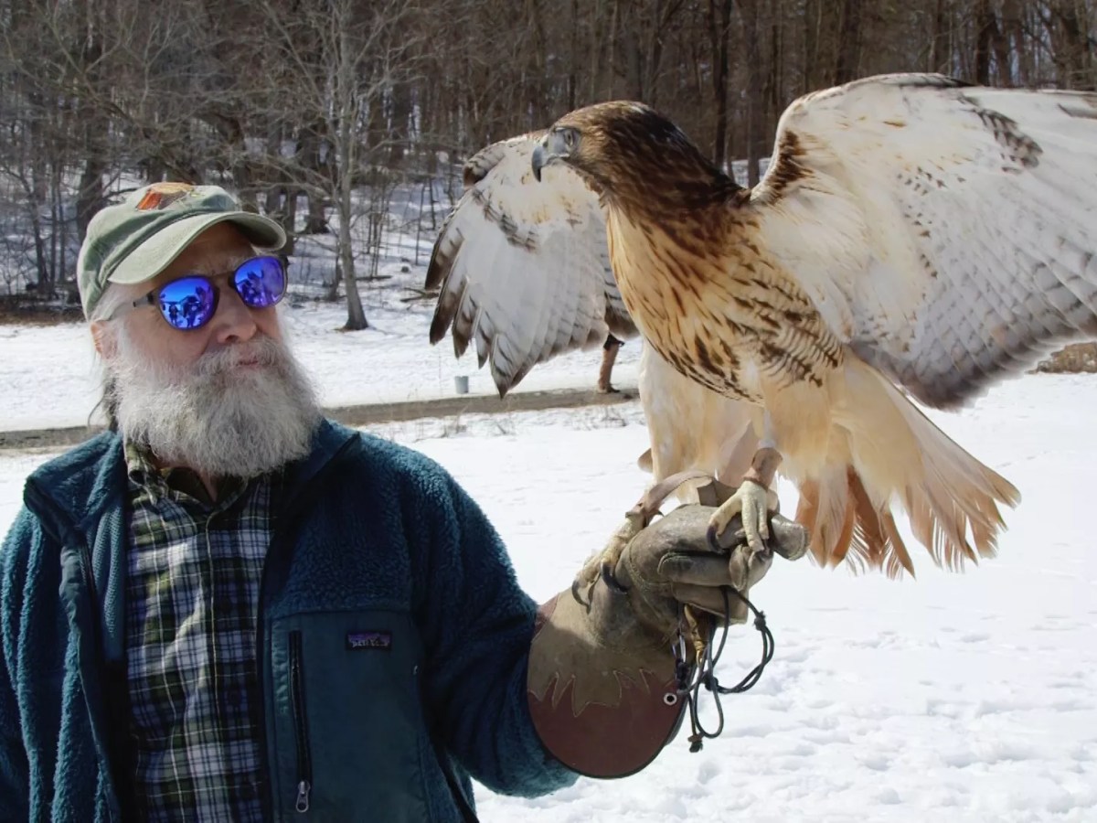 Stuck in Vermont: Wild Ambassador Raptors Educate Visitors at Shelburne Farms