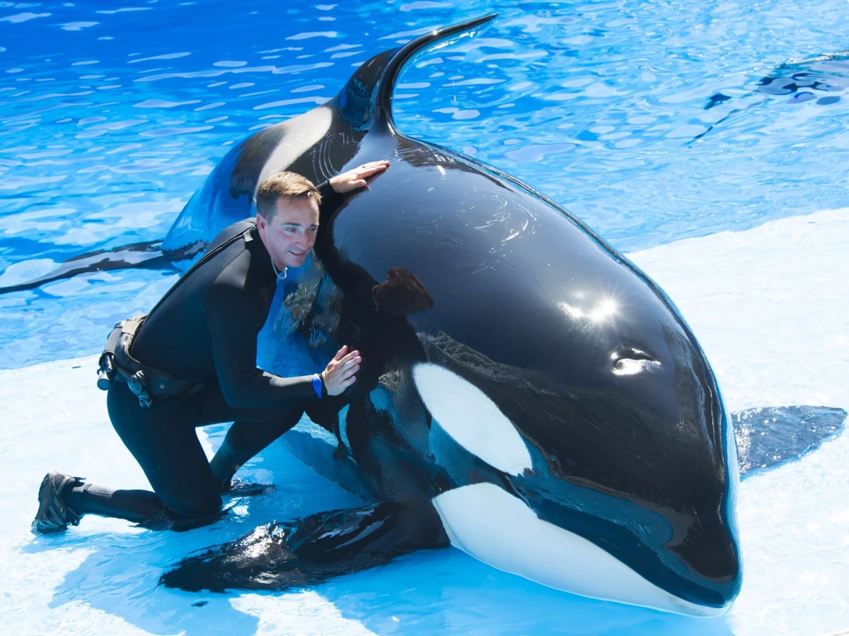U.S. Department of Justice sues SeaWorld over disability rights violation