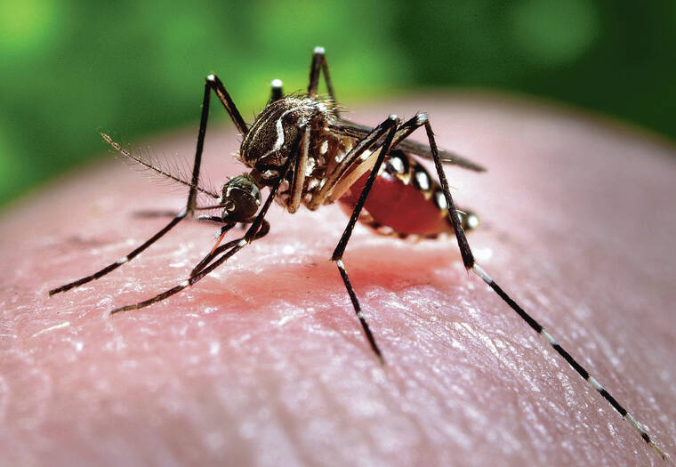 Hawaii identifies a 3rd case of dengue on Oahu