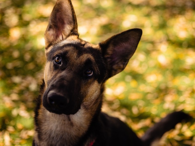 Goofy puppy Jay is ready to be adopted into a patient, loving home