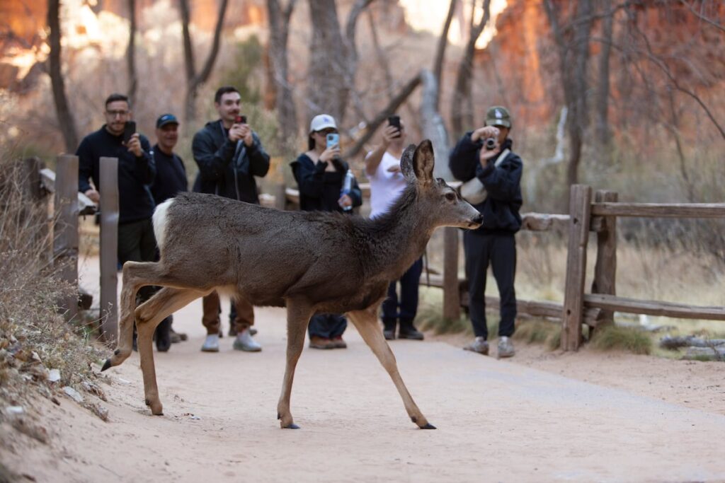 Predator removal alone is unlikely to rebuild Utah’s deer herds