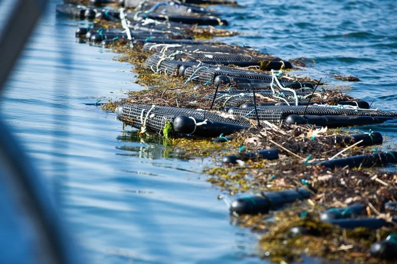 Sea farming preserves Maine’s marine heritage. Stop squeezing it out.