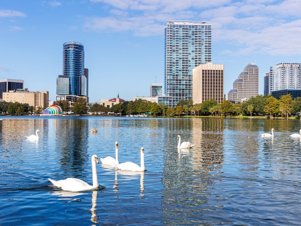 City implements ‘no-feeding’ policy for swans at Lake Eola