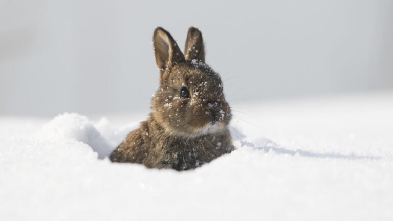 With nothing else on the menu, rabbits eat the bark off your flowering plants