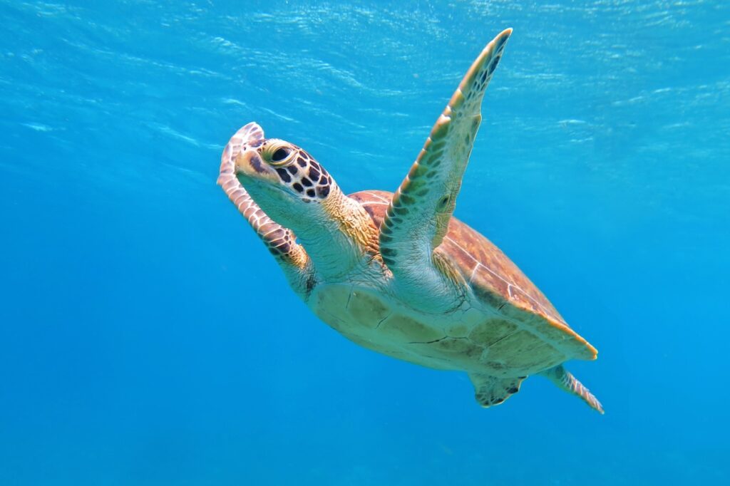 Trump admin sued over move to strip endangered species protections in Gulf