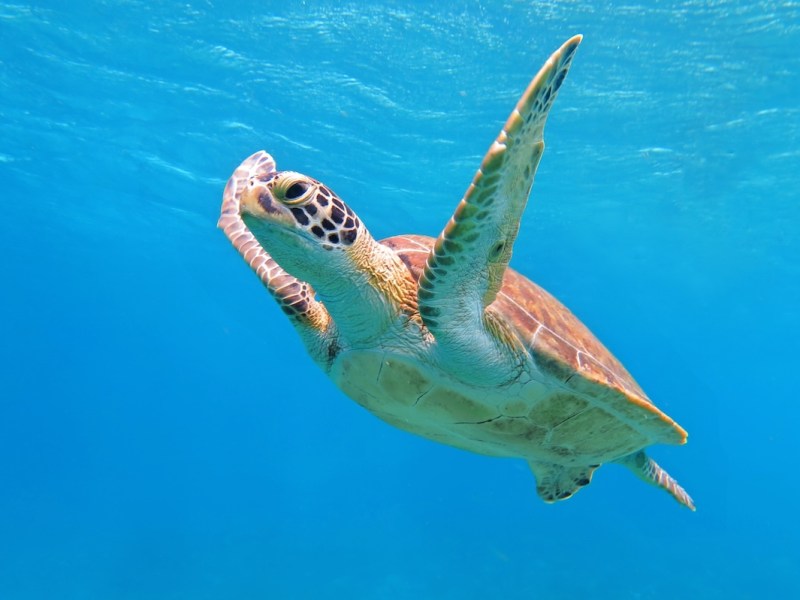 Trump admin sued over move to strip endangered species protections in Gulf