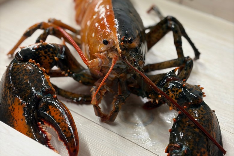 Rare 2-colored lobster caught off Cape Cod donated to aquarium