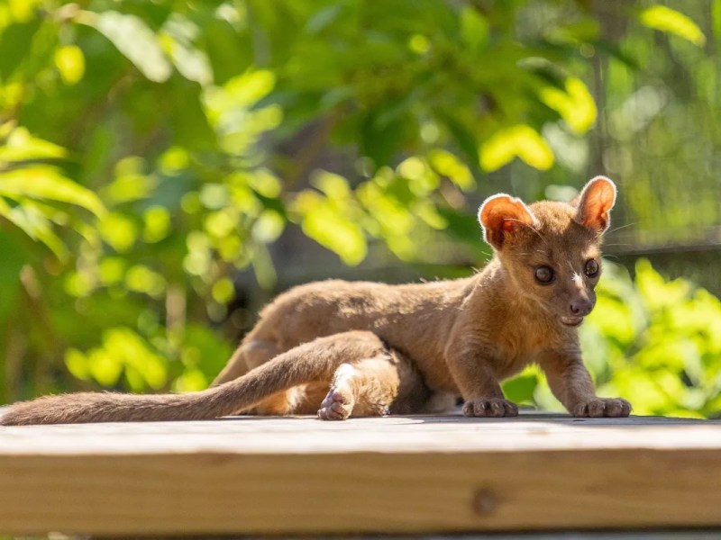 Central Florida Zoo welcomes rare, vulnerable baby fossas
