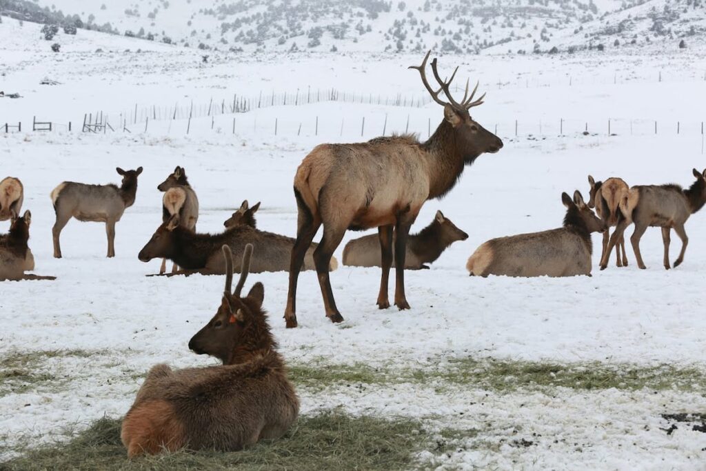Utah’s wildlife depends on private lands