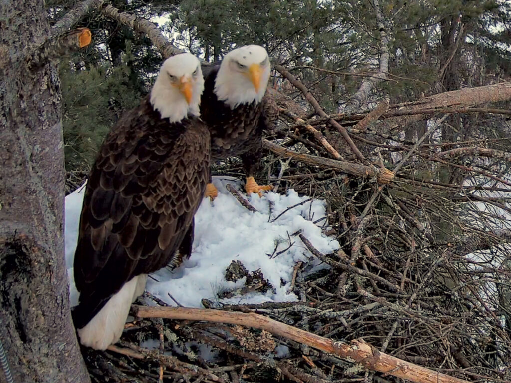 ‘Eagle Cam’ Live Streams Bald Eagles Nesting in Quechee