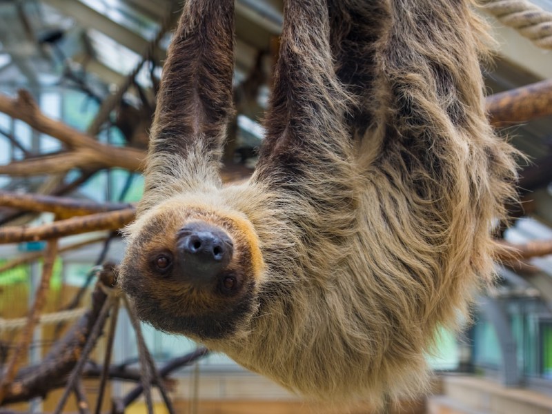 31 sloths died at Orlando Sloth World warehouse before it opened